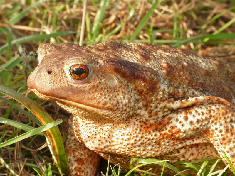 Bufo bufo spinosus